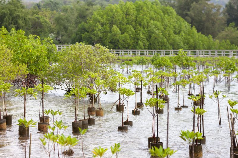 Privacy Trees Planting in Honolulu, HI