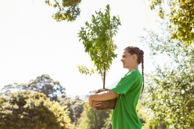 Privacy Trees Planting in Ventura County, CA